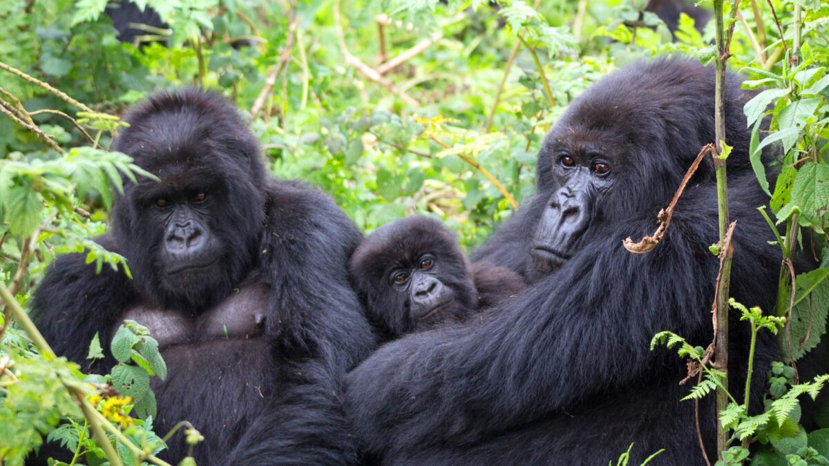 How safe is gorilla trekking in Uganda?