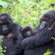 How safe is gorilla trekking in Uganda?