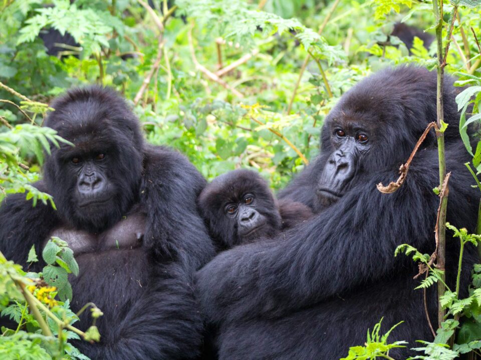 How safe is gorilla trekking in Uganda?