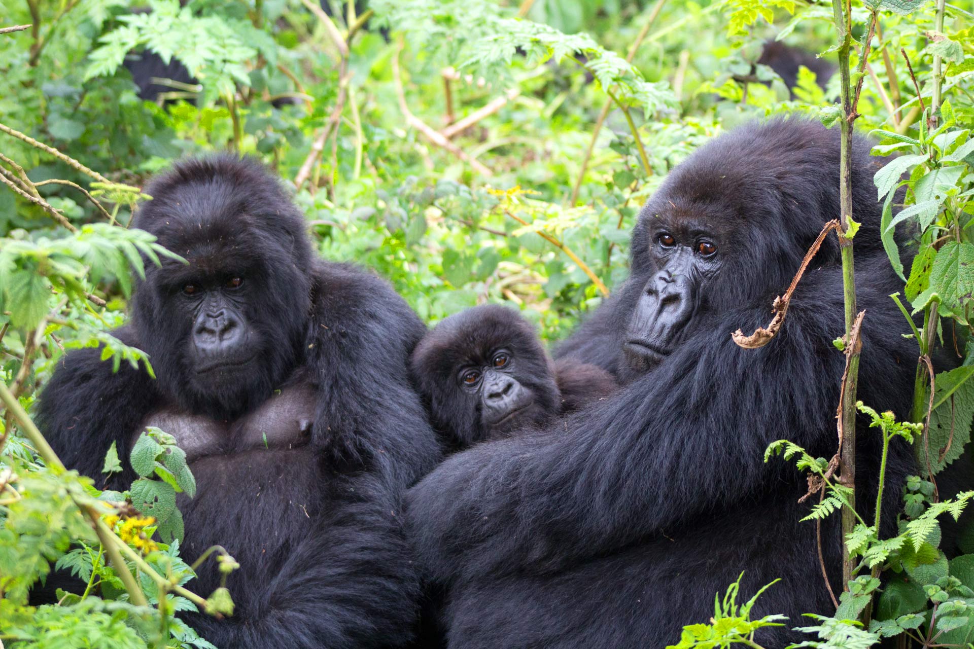 How safe is gorilla trekking in Uganda?