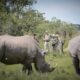 Is Ziwa Rhino Sanctuary worth visiting?