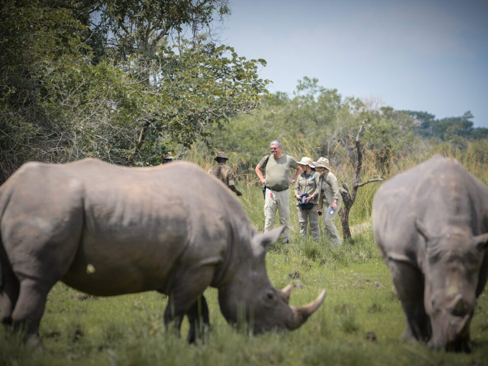 Is Ziwa Rhino Sanctuary worth visiting?