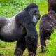 Is it better to trek gorillas in Uganda or Rwanda?