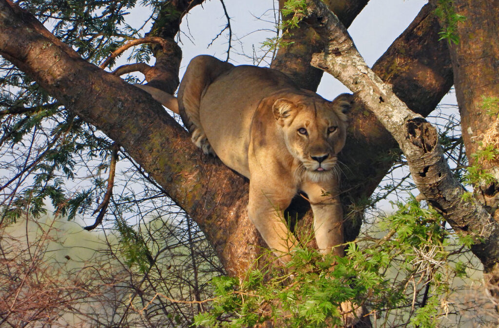 Unique Behaviors of Ishasha’s Tree-Climbing Lions
