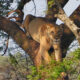 Unique Behaviors of Ishasha’s Tree-Climbing Lions