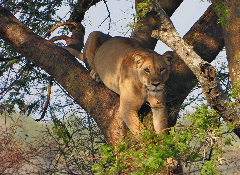 Unique Behaviors of Ishasha’s Tree-Climbing Lions