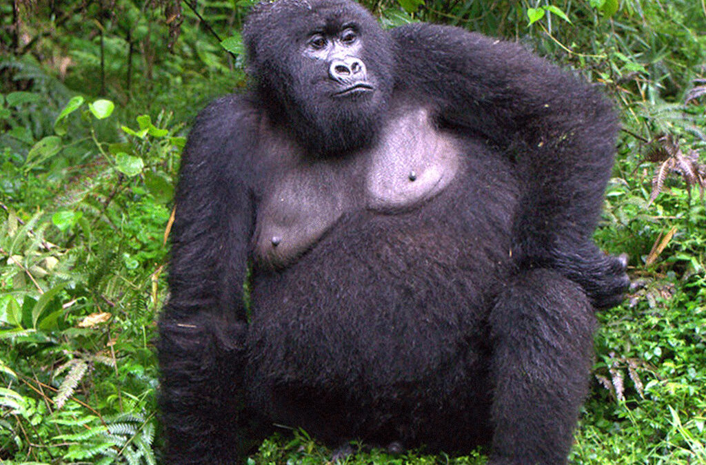 Why Female Gorillas Are Important in Gorilla Families