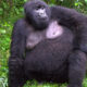 Why Female Gorillas Are Important in Gorilla Families