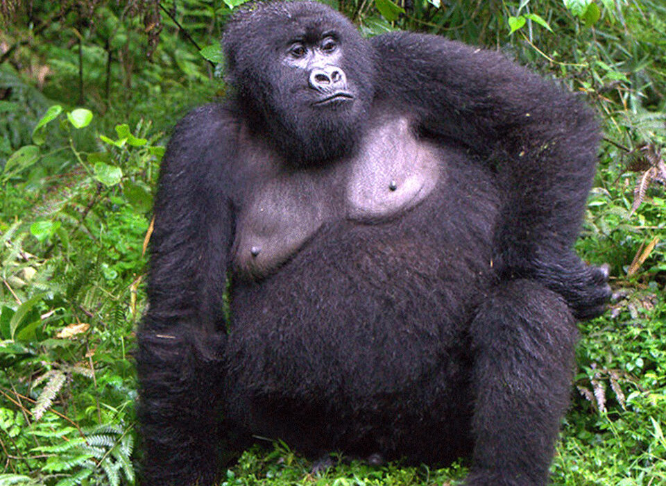 Why Female Gorillas Are Important in Gorilla Families