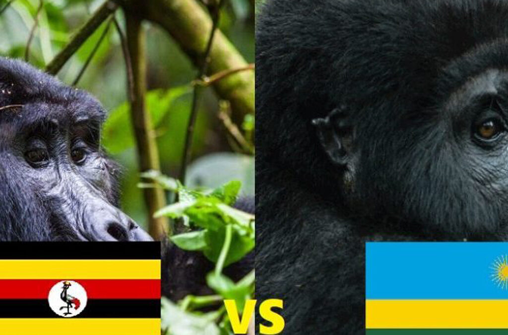 Rwanda vs Uganda Gorilla Trekking Price