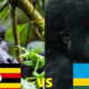 Rwanda vs Uganda Gorilla Trekking Price