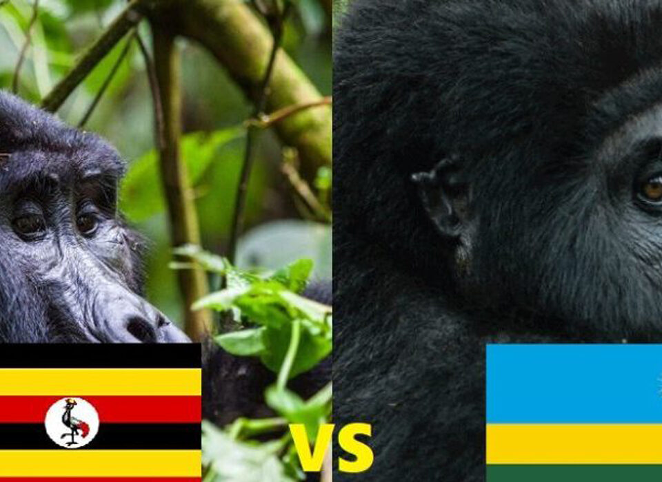 Rwanda vs Uganda Gorilla Trekking Price