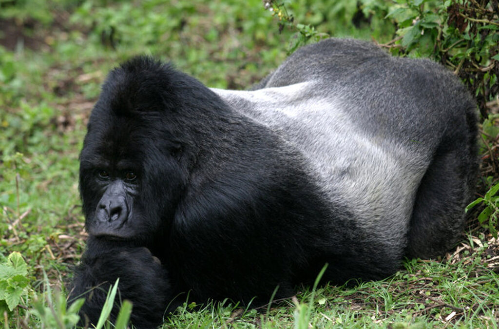 Where to Find the Silverback Gorillas in Uganda