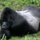 Where to Find the Silverback Gorillas in Uganda