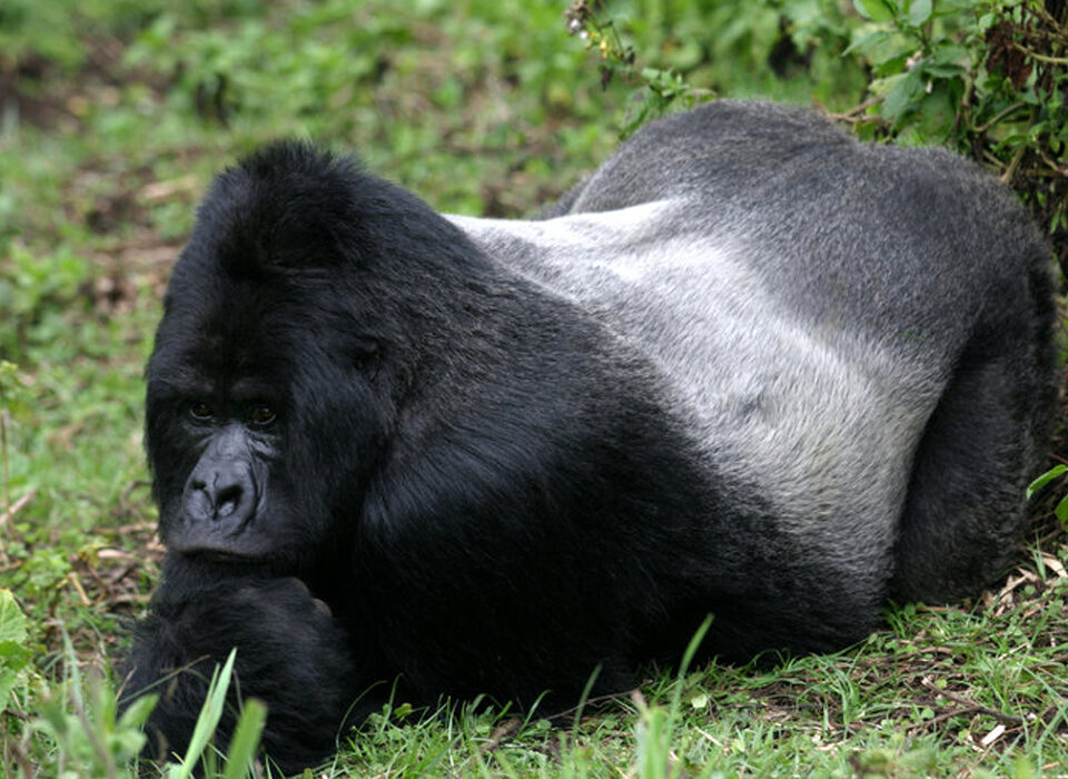 Where to Find the Silverback Gorillas in Uganda