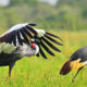 What are the best birding spots in Uganda?