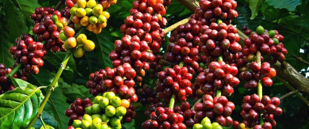 What are the best coffee tours in Uganda?