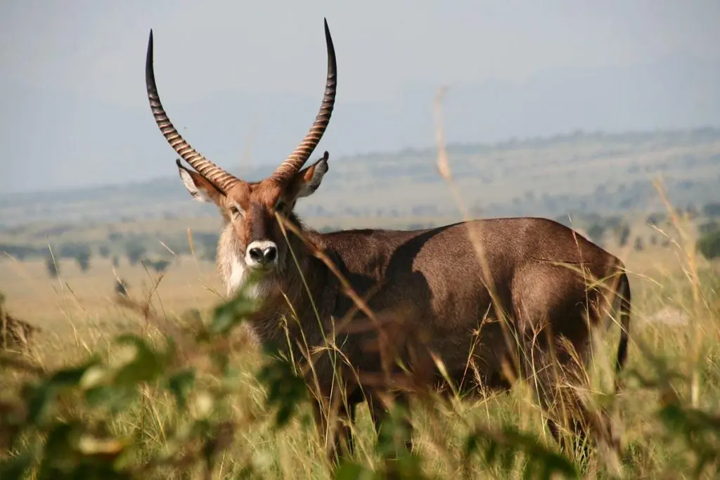 What are the best lodges in Queen Elizabeth National Park?