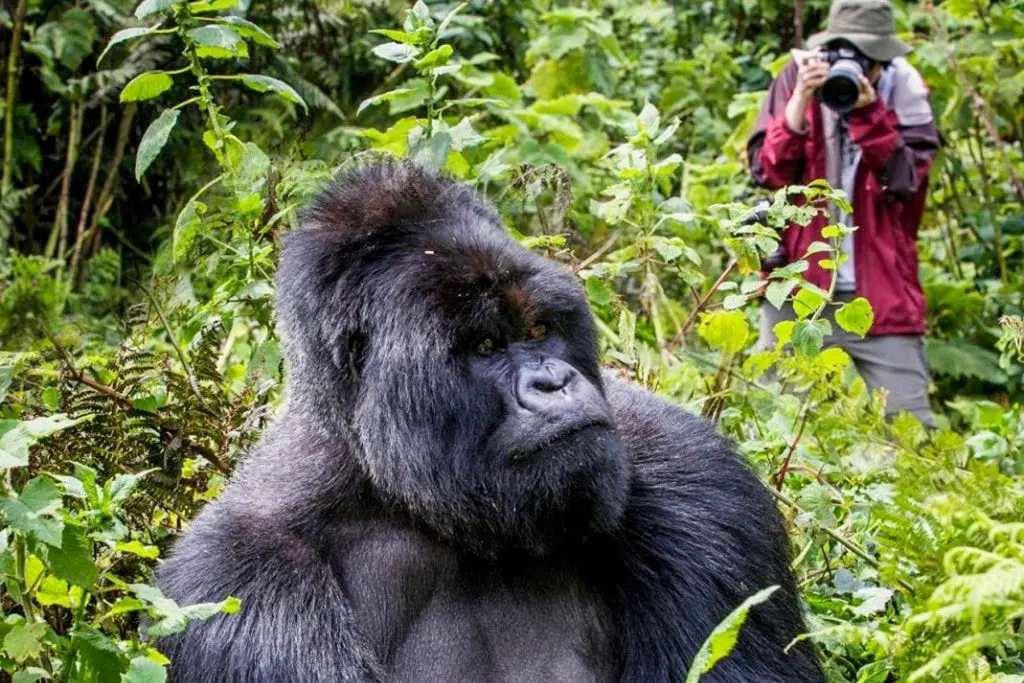 What are the different gorilla families in Bwindi?