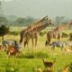 What wildlife can I see in Murchison Falls National Park?