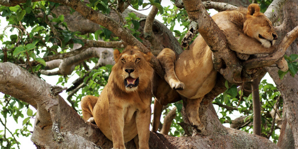 What’s special about the tree-climbing lions of Ishasha?