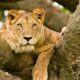 What’s special about the tree-climbing lions of Ishasha?