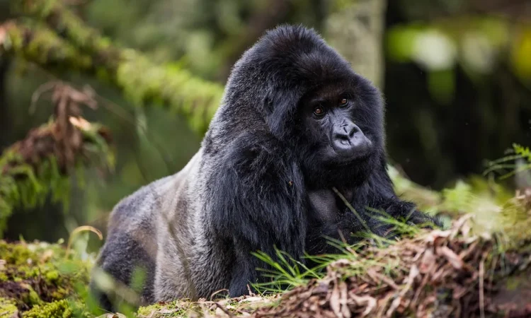 What’s the best camera lens for gorilla trekking?