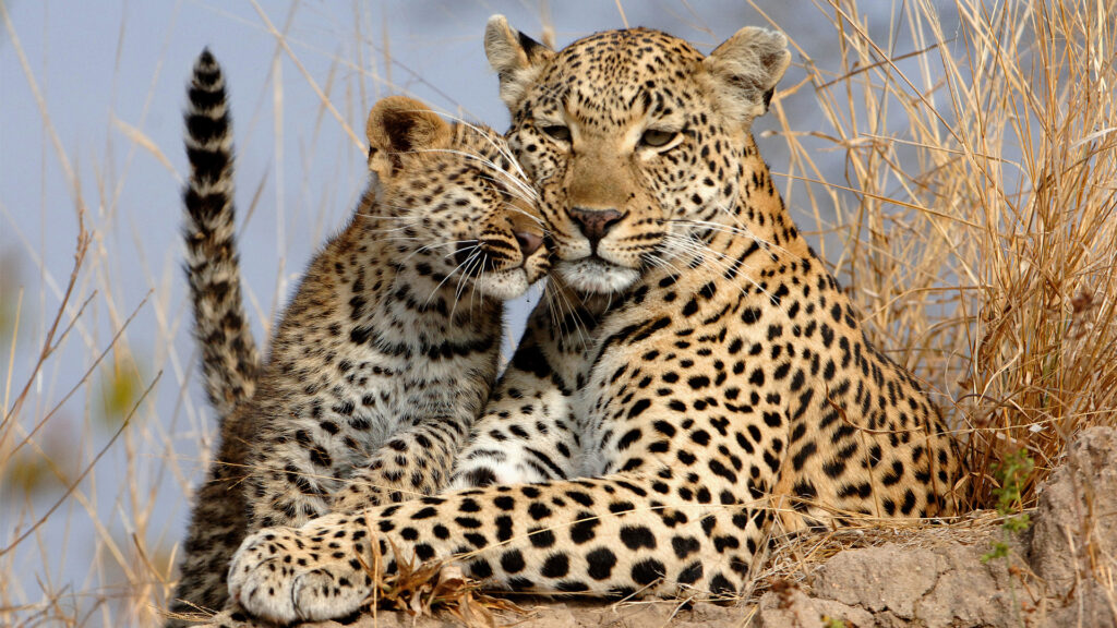 What’s the best park for leopard sightings in Uganda?