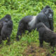 What’s the best time to visit Bwindi Impenetrable National Park?