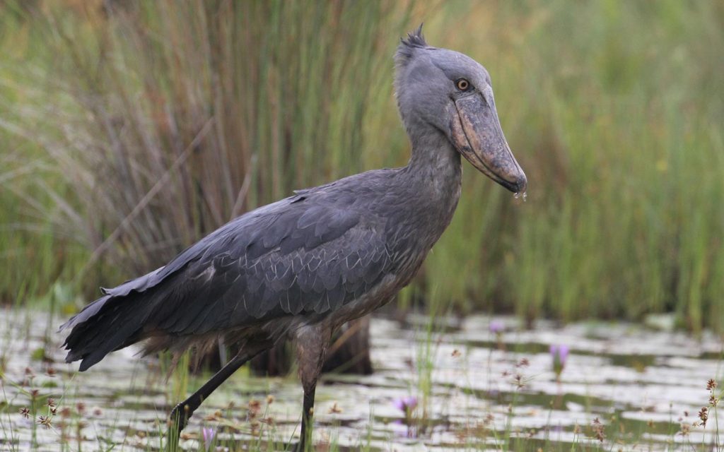 Where can I see shoebill storks in Uganda?