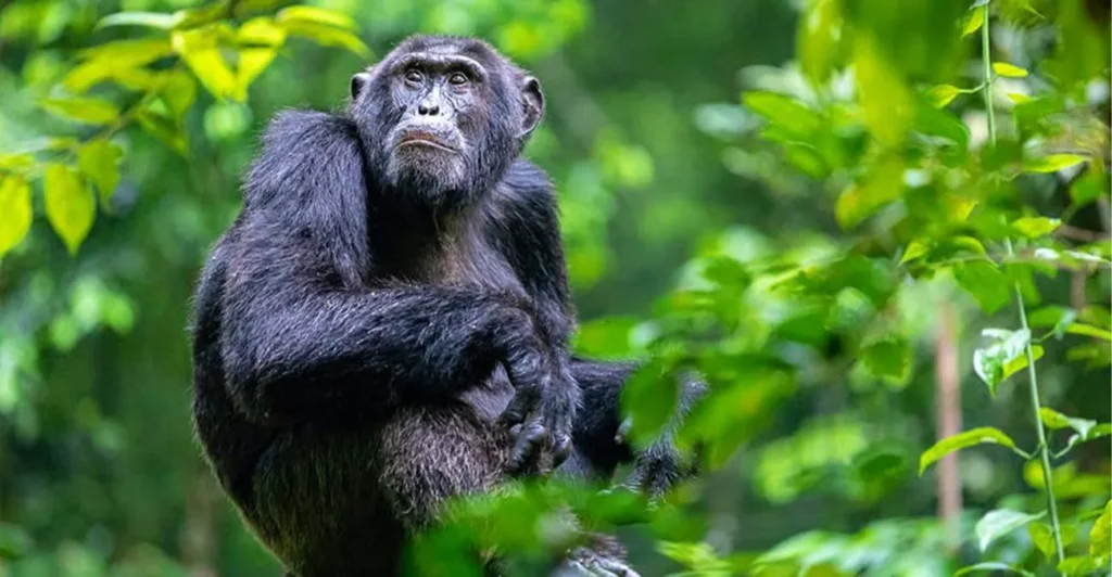 Where can I track chimpanzees in Uganda?