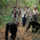 Where can I track chimpanzees in Uganda?