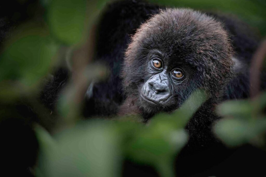 Where can I trek gorillas in Uganda?