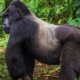 Where can I trek gorillas in Uganda?