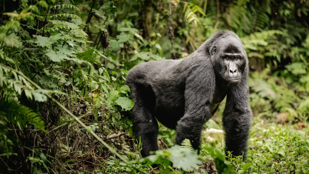 Where do gorilla treks start in Bwindi?