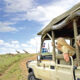 Ultimate Safari Itinerary for Uganda and Rwanda Holidays