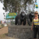 How Safe and Easy is the Border Crossing Between Rwanda and Uganda for Gorilla Trekking in Bwindi