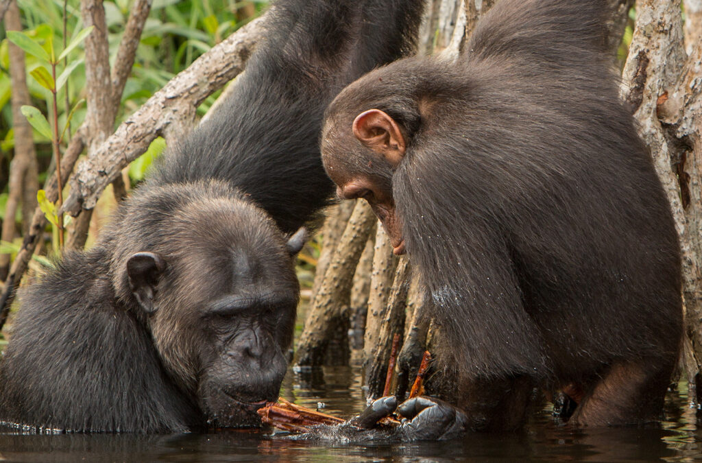 Chimpanzee Tracking in Kibale vs Ngamba Island