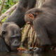 Chimpanzee Tracking in Kibale vs Ngamba Island