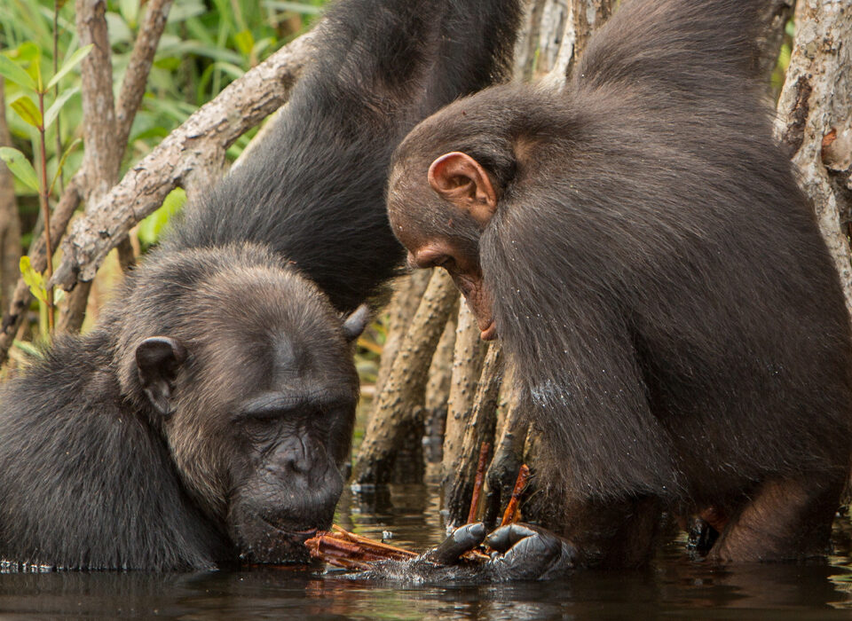 Chimpanzee Tracking in Kibale vs Ngamba Island