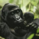 Why Gorilla Trekking is Africa’s Most Life-Changing Experience