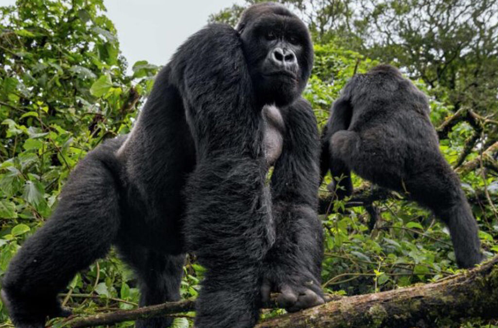 Which Airport Should I Fly into for a Gorilla Trekking Safari in Uganda?
