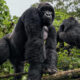 Which Airport Should I Fly into for a Gorilla Trekking Safari in Uganda?