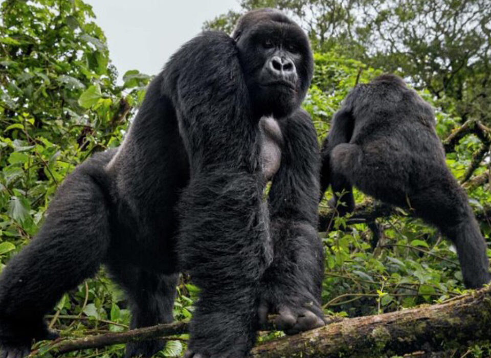 Which Airport Should I Fly into for a Gorilla Trekking Safari in Uganda?