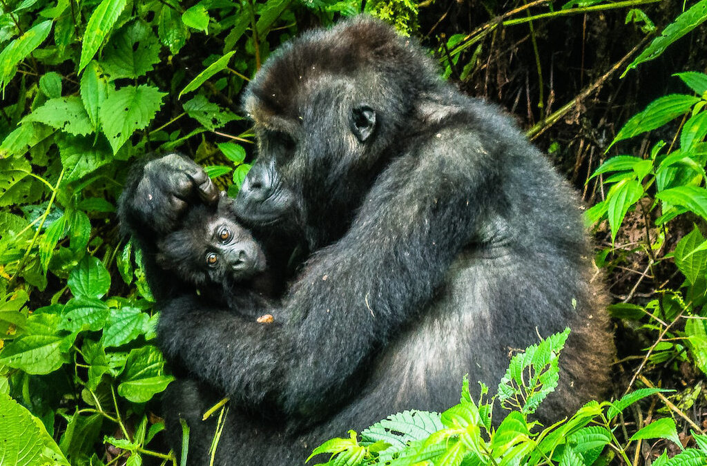 Planning a Gorilla Safari Yourself