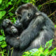 Planning a Gorilla Safari Yourself