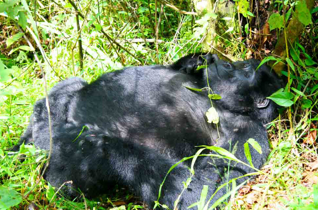 Gorilla Tracking Safari from Entebbe
