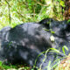 Gorilla Tracking Safari from Entebbe
