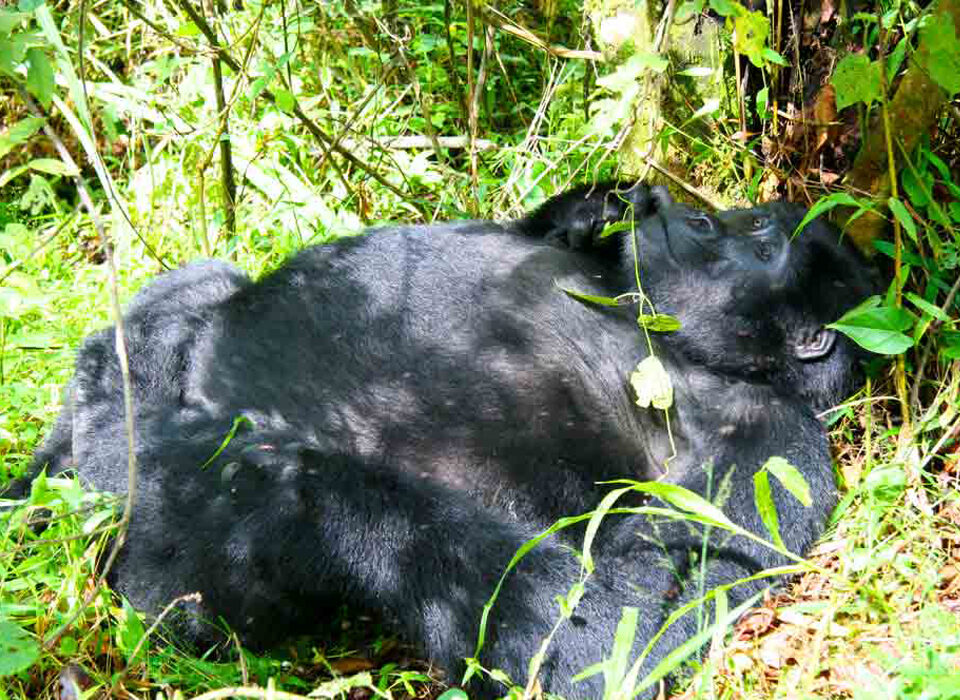 Gorilla Tracking Safari from Entebbe