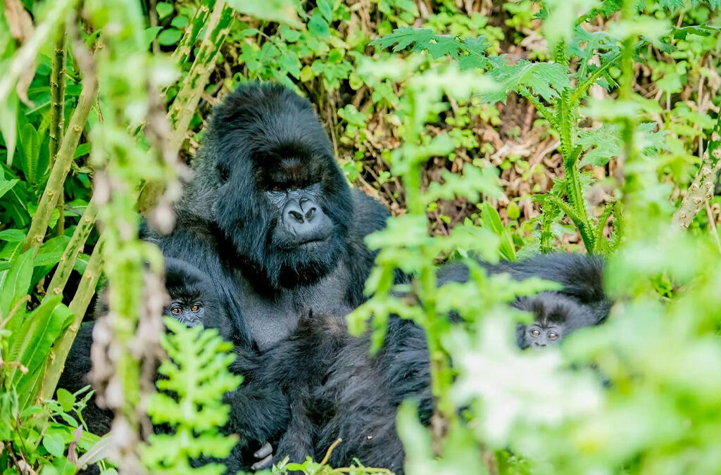 Explained Gorilla Trekking Tour Packages
